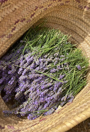 How to Harvest Lavender: Easy Steps for Garden Fresh Blooms